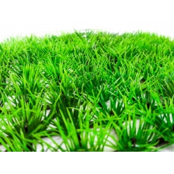 Thảm cỏ nhựa lá kim